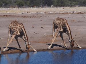 P6131571 - Onhandig drinkende giraffes, Etosha NP