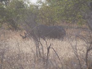 P6131607 - Zwarte neushoorn toen ik hem net zag, Etosha NP