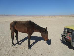 IMG 0579 - Uitgemergelde woestijnpaard onderweg naar Luderitz