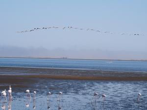 P6282672 - Flamingos en vliegende pelikanen Walvisbay