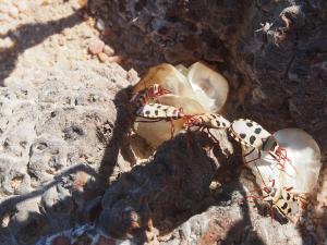 P6282743 - Kevers op plant Welwitschia Plain