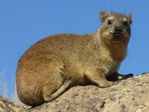 IMG 1127 - Dassie Augrabies NP