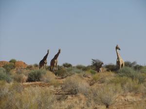 IMG 1183 - Giraffen Augrabies NP
