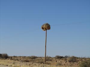 IMG 1231 - Wevervogelnest onderweg naar Calvinia