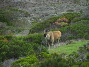 IMG 1577 - Elandantilope bij Kaap De Goede Hoop