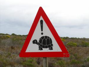 IMG 1632 - Pas op schildpadden