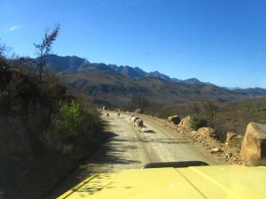 IMG 1883 - Prince Alfred Pass