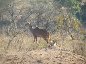 IMG 2322 - Koedoe Kruger NP