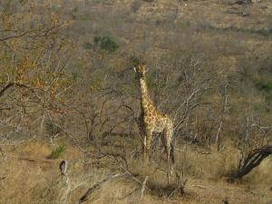 IMG 2328 - Giraffe Kruger NP