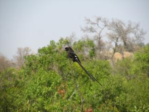 IMG 2347 - Eksterklauwier Kruger NP