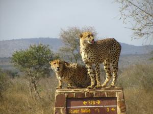 IMG 2375 - Cheetas Kruger NP