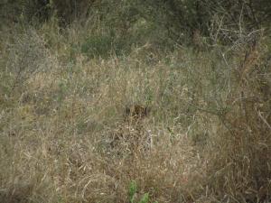 IMG 2387 - Spot de cheeta! Kruger NP