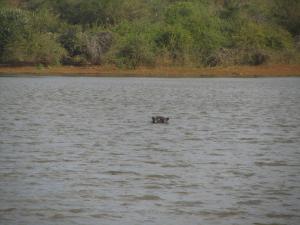 IMG 2402 - Nijlpaard Kruger NP