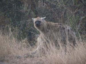 IMG 2424 - Hyenas Kruger NP