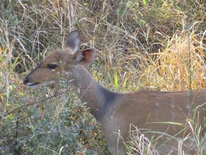 IMG 2473 - Bosbok Kruger NP