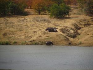 IMG 2506 - Nijlpaarden Kruger NP