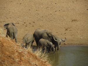 IMG 2563 - Olifanten Kruger NP