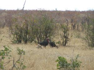 IMG 2599 - Zuidelijke hoornraven pikken prooi roofvogel af Kruger NP