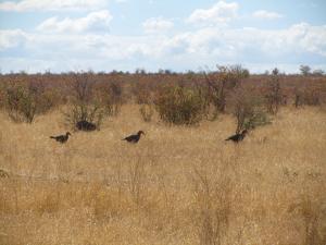 IMG 2604 - Zuidelijke hoornraven Kruger NP