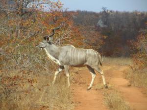 IMG 2680 - Koedoe, blijft mooi, Kruger NP