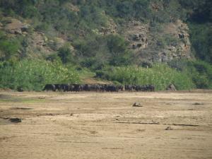 IMG 3232 - Buffels Hluhluwe NP