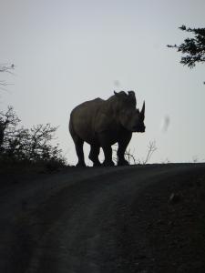 P1010296 - Neushoorn Hluhluwe NP Foto Nicole