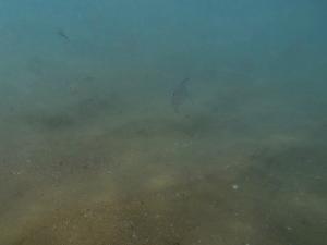 GOPR0533 - Vissen bij Cape Vidal (let op de zwarte oogjes)