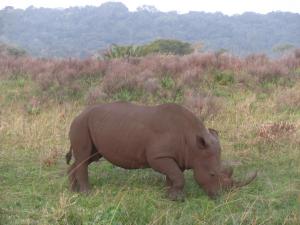 IMG 3546 - Witte neushoorn iSimangaliso Wetlands Park