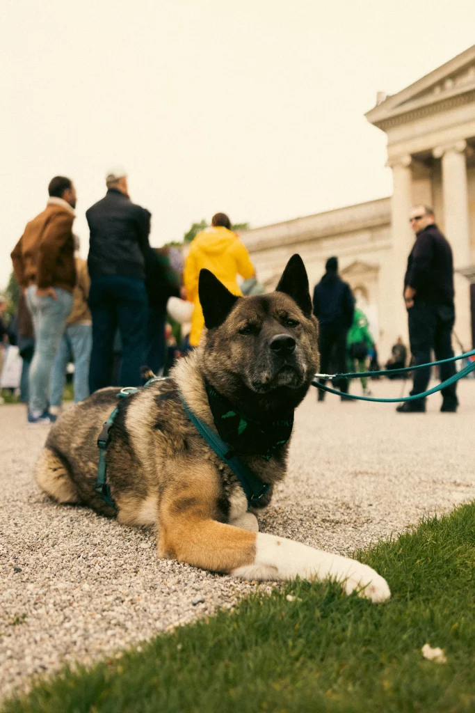 Hund auf Demo GMM 2023