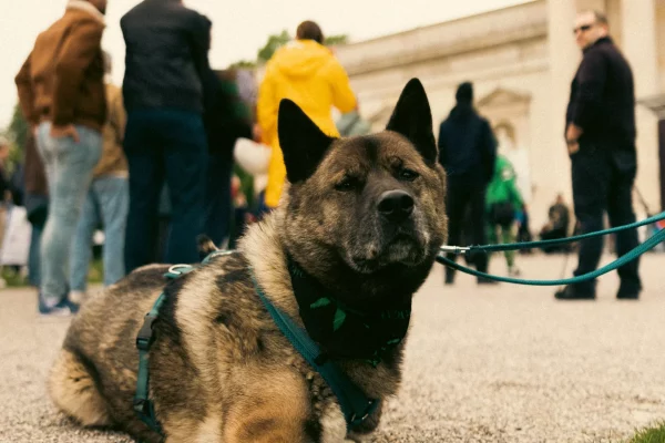 Hund auf Demo GMM 2023