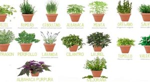 Plantas aromaticas
