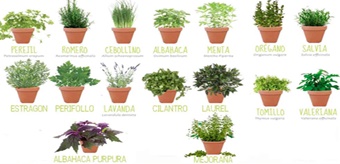 Venta de Plantas Aromaticas