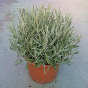 Lavanda