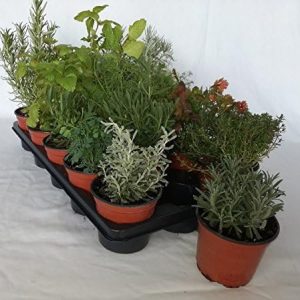 plantas aromaticas