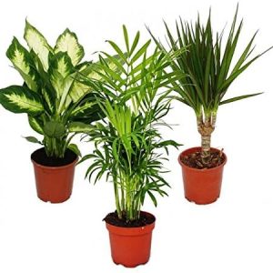 Comprar plantas ornamentales