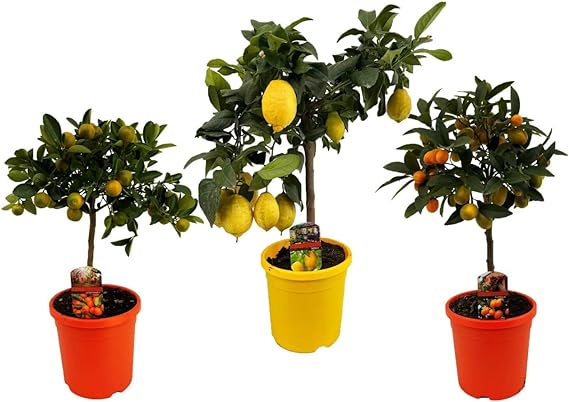 limonero mandarino y naranjo