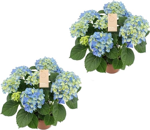 Hortensias azules