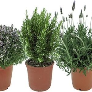 macetas de plantas aromaticas