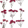 9 PCS Pack Ramilletes Mini Rosas Secas Naturales Prensadas | Flores Secas Preservadas | Ideal para Manualidades con Resina o Decoración