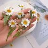 12 PCS Pack Margarita con Tallo Secas Naturales Prensadas | Flores Secas Preservadas | Ideal para Manualidades con Resina o Decoración - Imagen 5