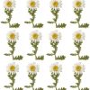 12 PCS Pack Margarita con Tallo Secas Naturales Prensadas | Flores Secas Preservadas | Ideal para Manualidades con Resina o Decoración