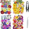 Cayway 160 Pz Naturales Flores Prensadas Secas con Pinzas Tijeras, Flores Secas Reales para Resina para Resina Scrapbooking Artesanía de Bricolaje, Joyería de Resina Epoxi, Fabricación de Jabón