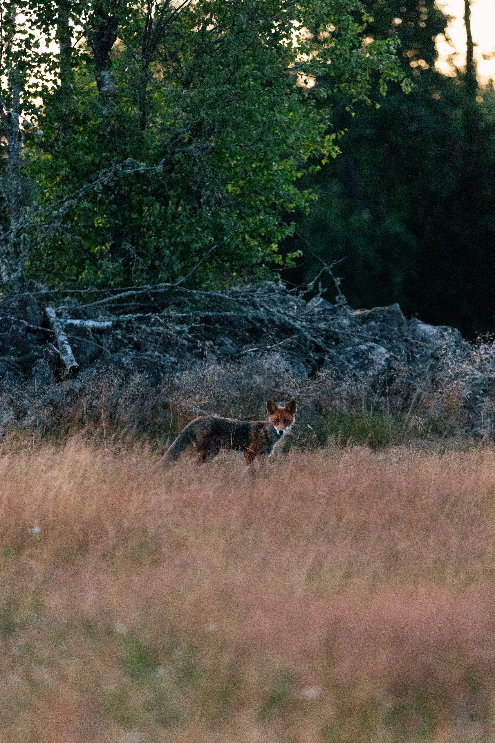 fox in field