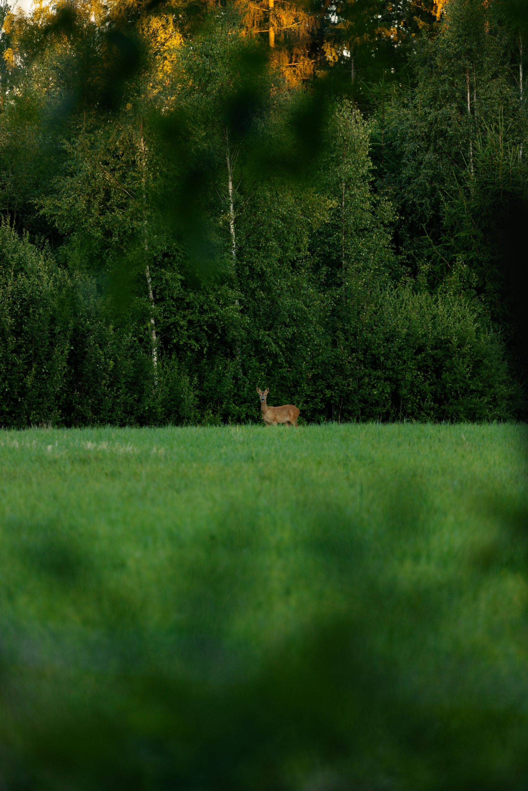 deer in green field