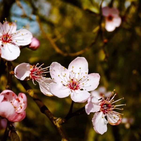 almond-blossom-1229141_1920-600x600