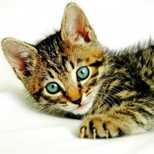 Kitten