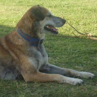 Oudere honden