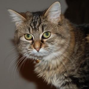 Oudere kat