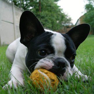 Volwassen honden