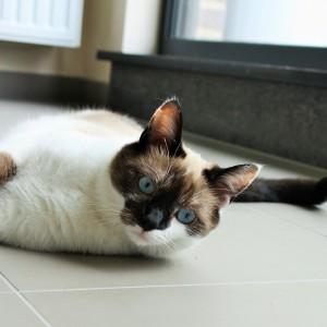 Volwassen kat